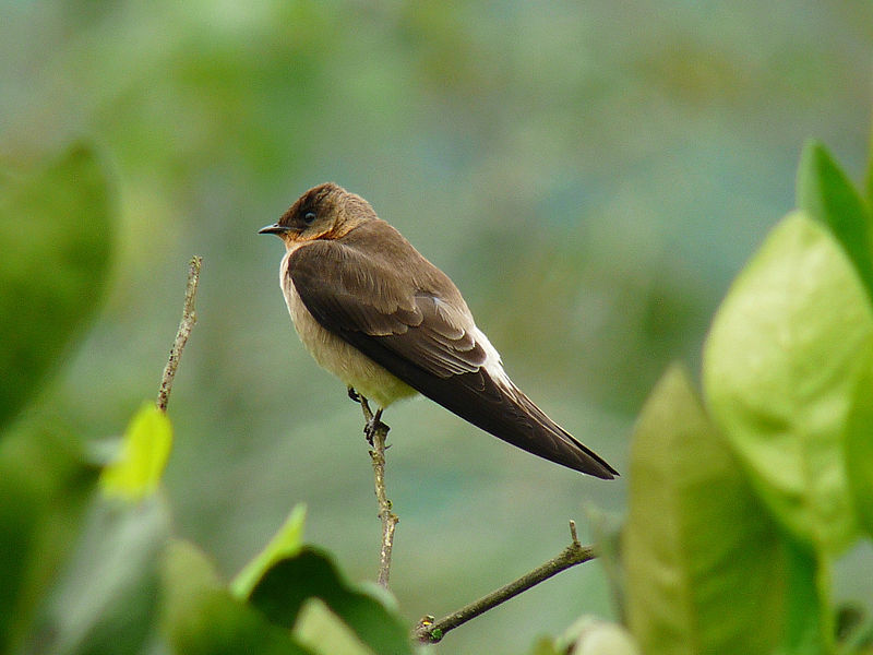 Stelgidopteryx ruficollis