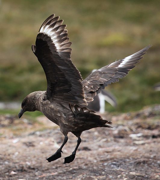 Stercorarius antarcticus
