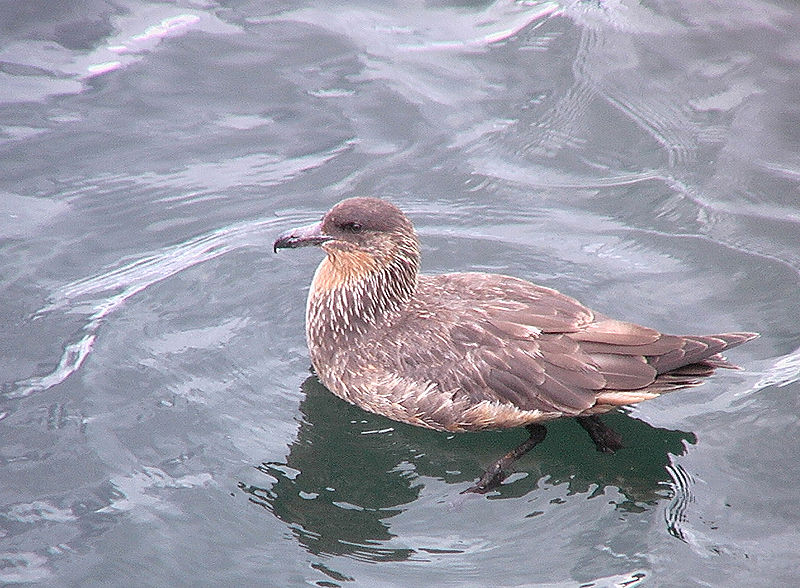 Stercorarius chilensis