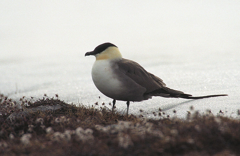 Stercorarius longicaudus