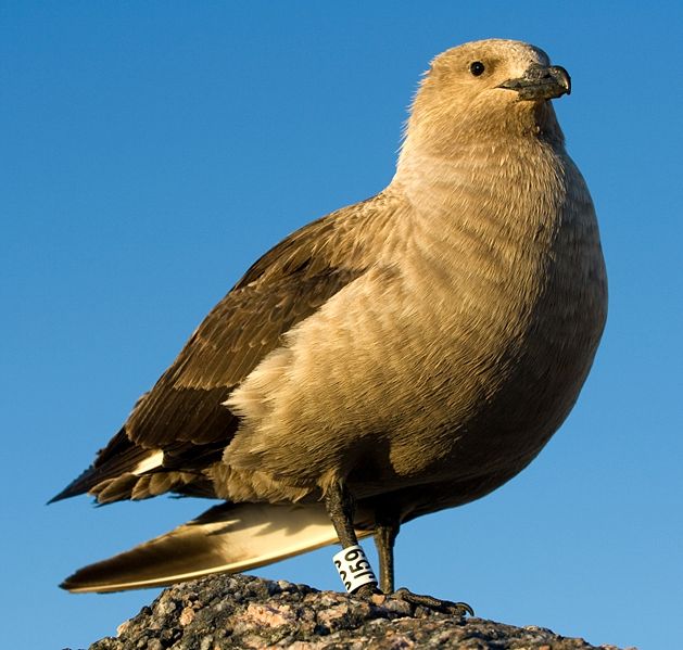 Stercorarius maccormicki