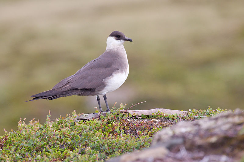 Stercorarius parasiticus