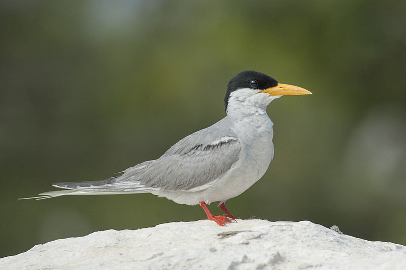 Sterna aurantia