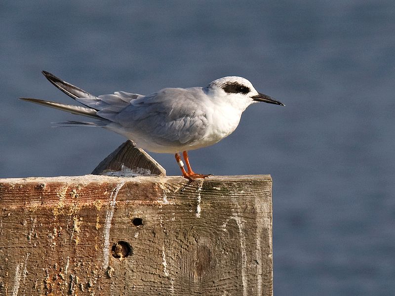 Sterna forsteri