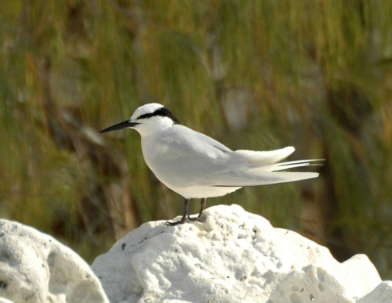 Sterna sumatrana