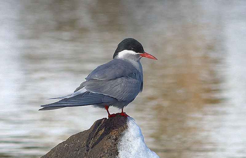 Sterna virgata