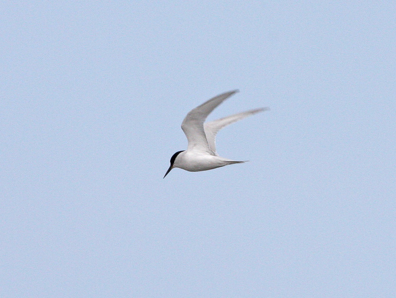 Sternula balaenarum