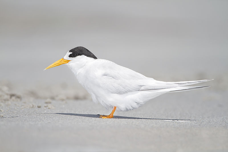 Sternula nereis