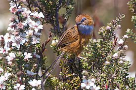 Stipiturus malachurus