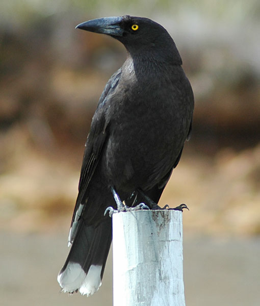Strepera fuliginosa
