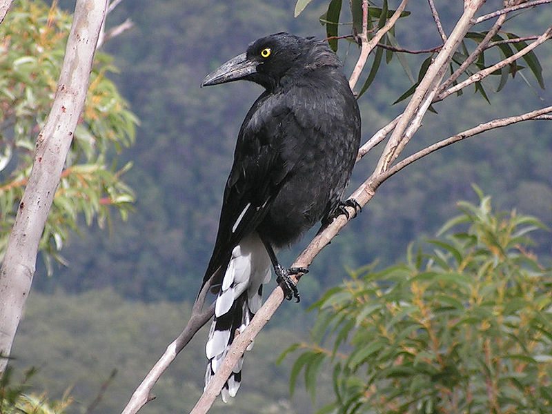 Strepera graculina