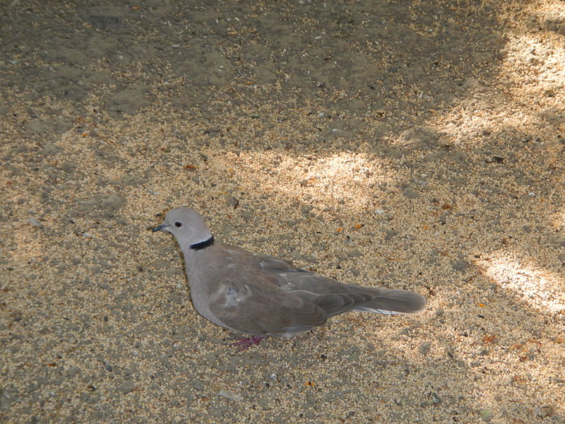 Streptopelia bitorquata