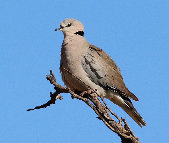 Streptopelia capicola