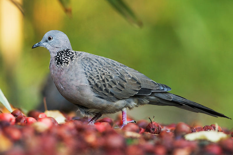 Streptopelia chinensis
