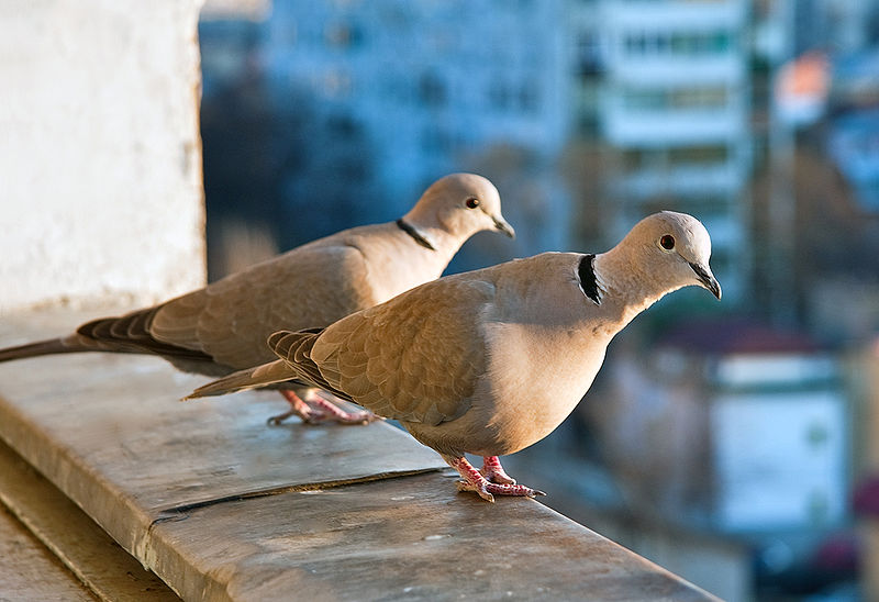 Streptopelia decaocto