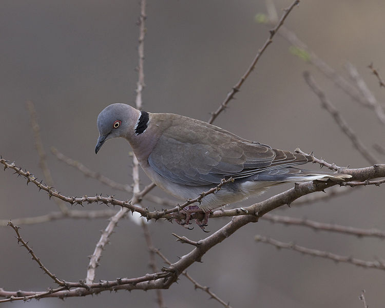 Streptopelia decipiens