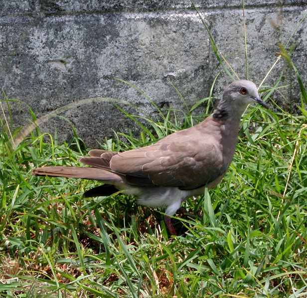 Streptopelia dusumieri