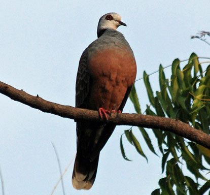 Streptopelia hypopyrrha