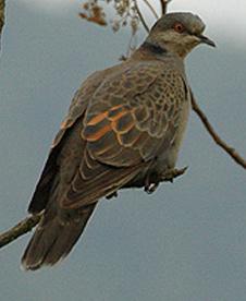Streptopelia lugens