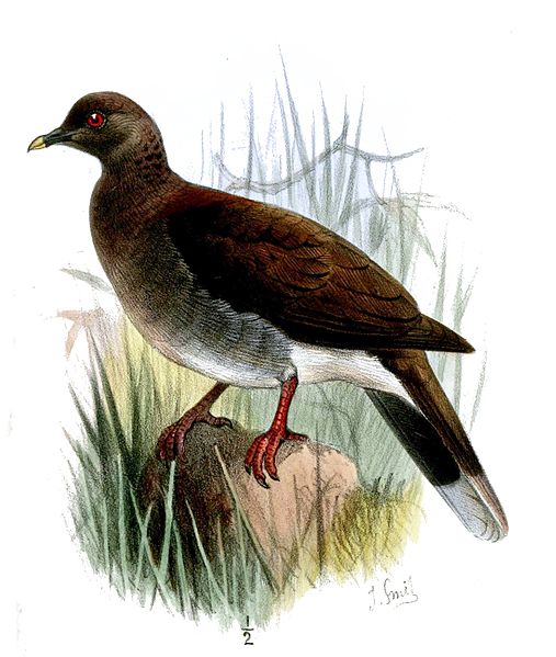 Streptopelia picturata