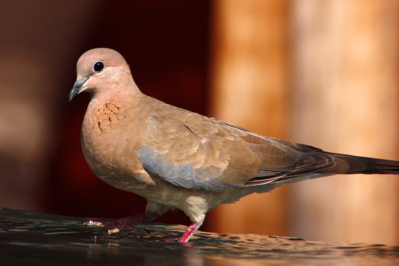Streptopelia senegalensis