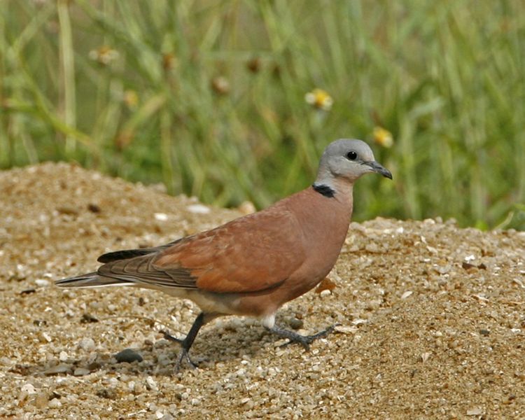 Streptopelia tranquebarica
