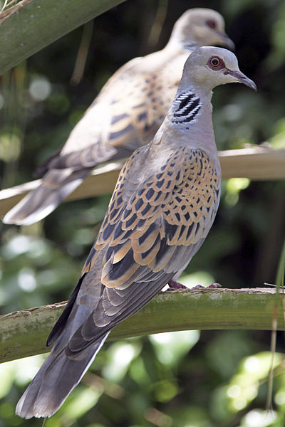 Streptopelia turtur