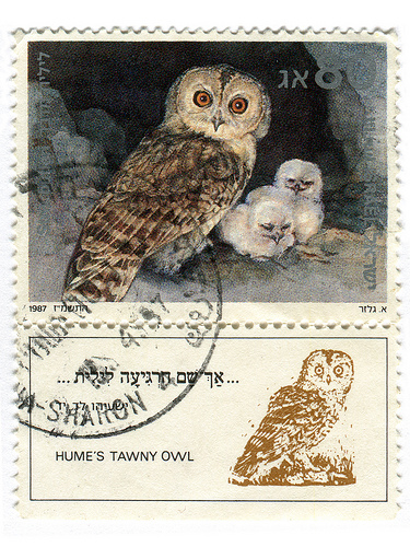 Strix butleri