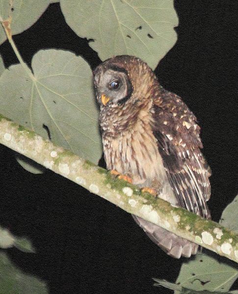 Strix fulvescens