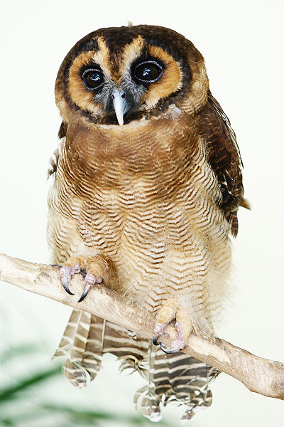 Strix leptogrammica