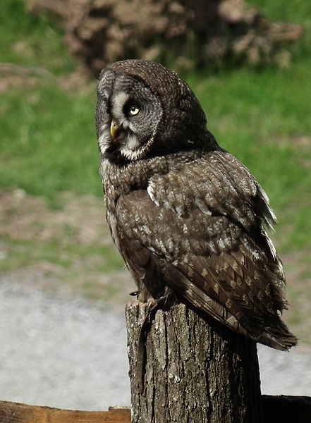 Strix nebulosa