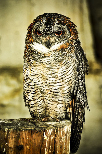Strix ocellata