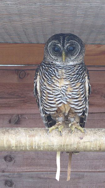 Strix rufipes
