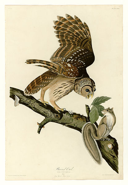 Strix varia