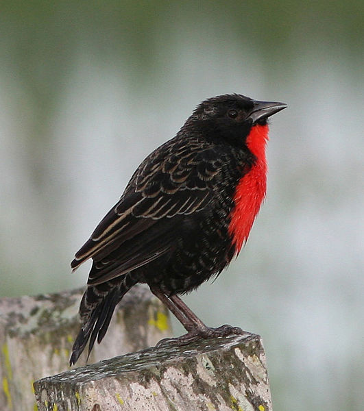 Sturnella militaris