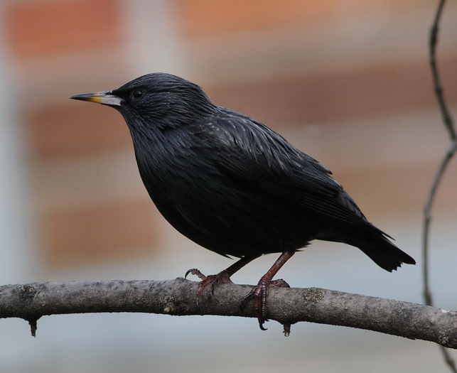 Sturnus unicolor