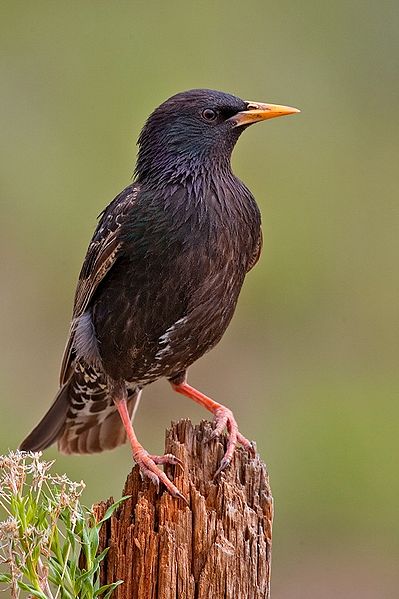 Sturnus vulgaris