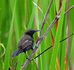 Stymphalornis acutirostris