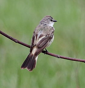 Suiriri islerorum