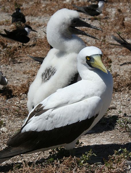 Sula dactylatra