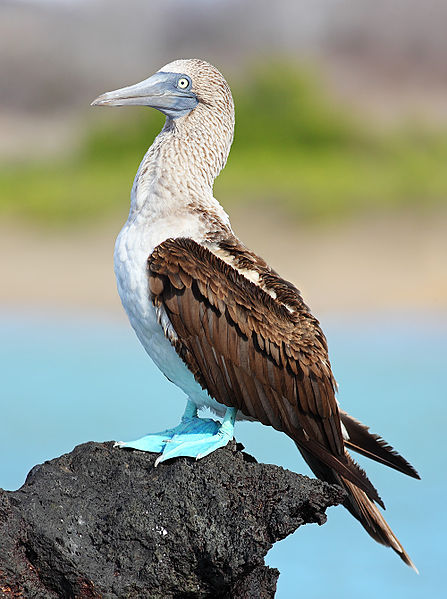 Sula nebouxii