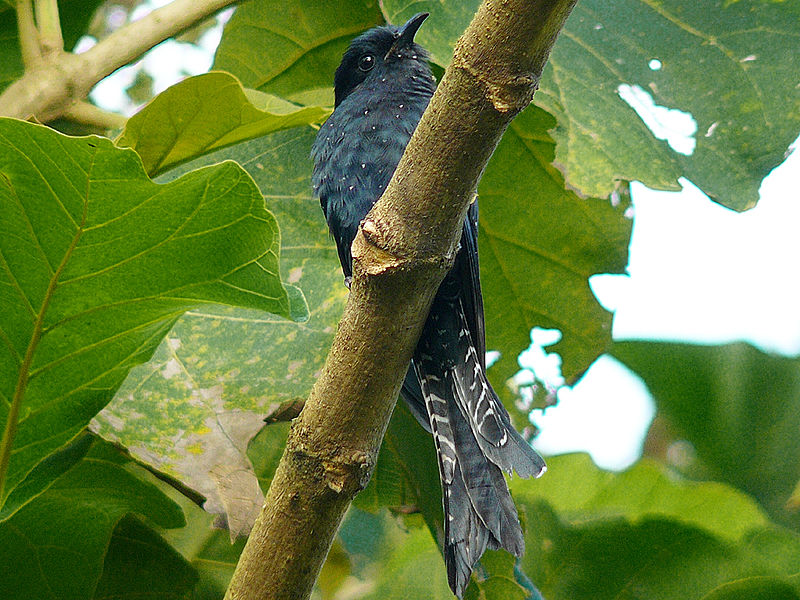 Surniculus dicruroides