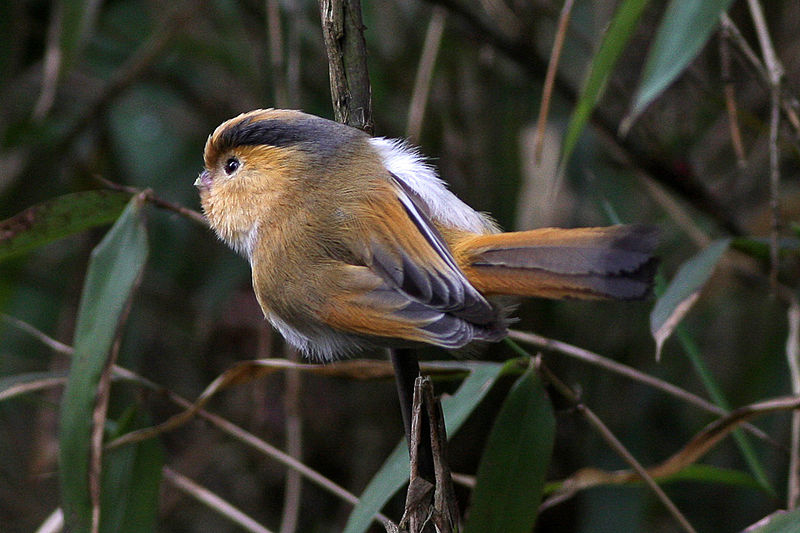 Suthora fulvifrons