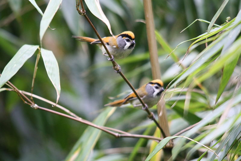 Suthora nipalensis