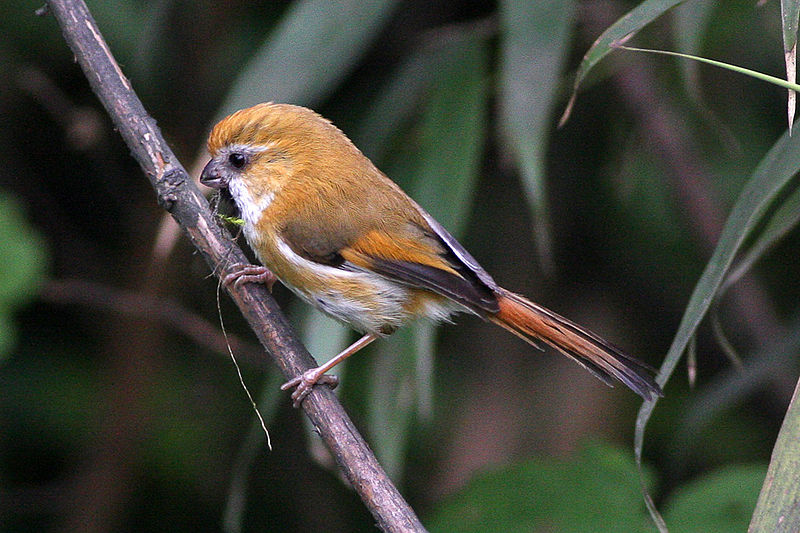 Suthora verreauxi