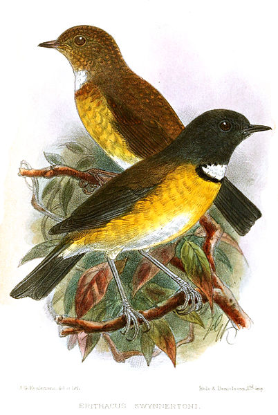 Swynnertonia swynnertoni