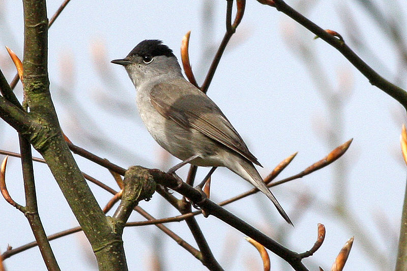 Sylvia atricapilla