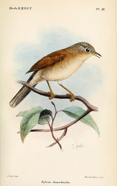 Sylvia deserticola