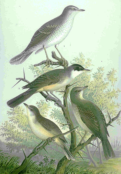 Sylvia hortensis