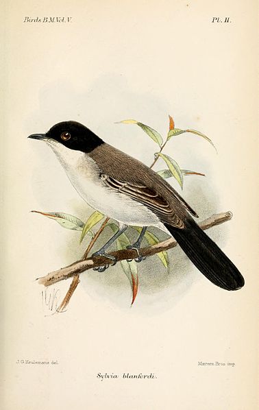 Sylvia leucomelaena